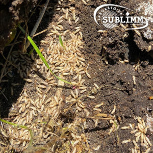 Détection de termites - Termites dans le sol