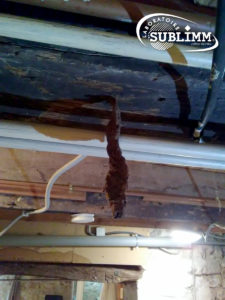 cordon de termite suspendu