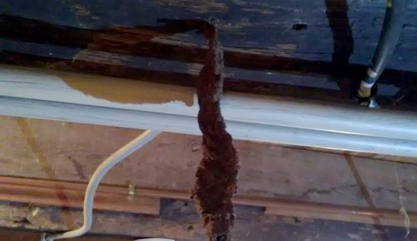 Cordonnets fabriqués par les termites